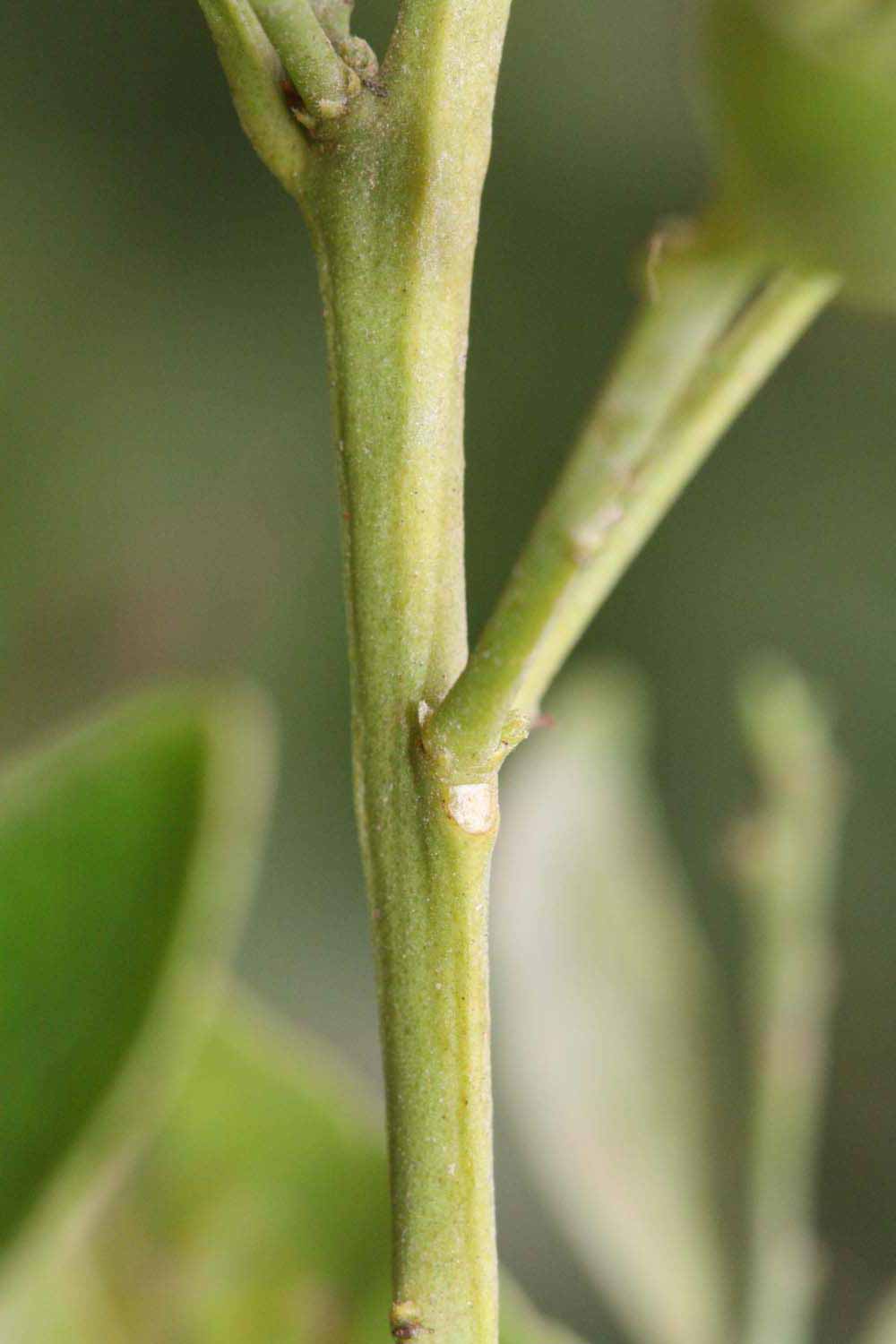            First year twig (Riverside, CA)   